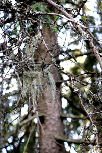 ������� ����������