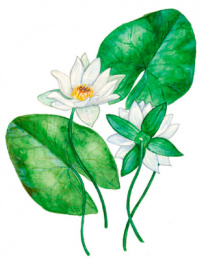 �������� ��������������