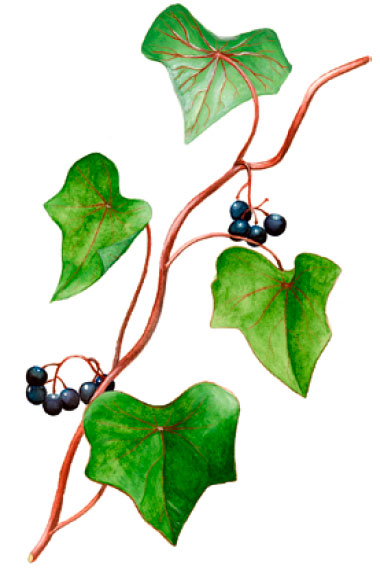 ����������� ��������