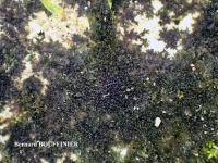 ��������� �����������