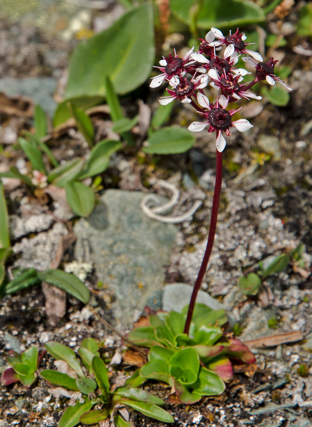 ��������� �����