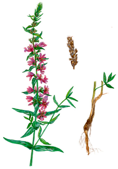 ��������� �������������