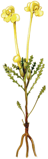 ������ ���������������