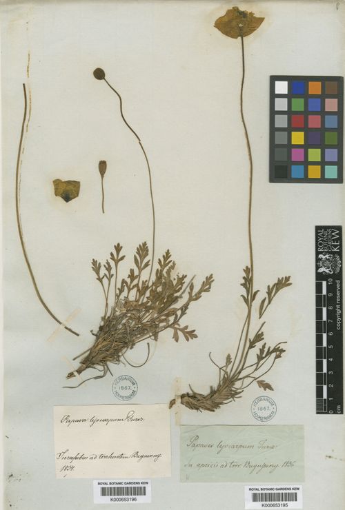 ��� �����������