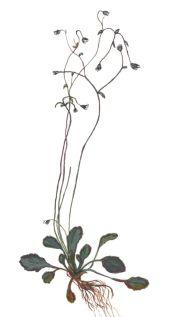 ��������� ������������������