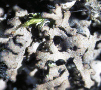 Anaptychia bryorum