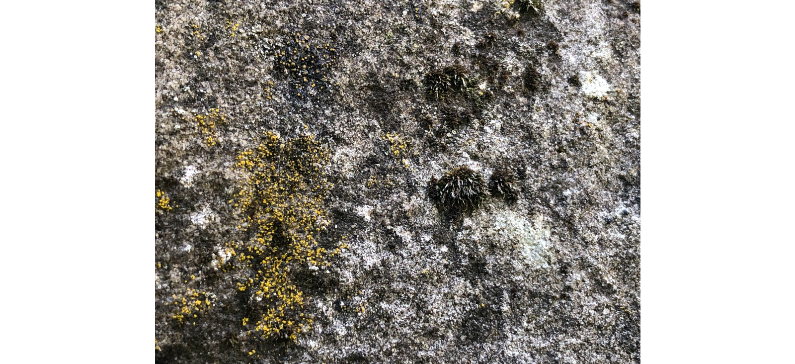 ������� ���������