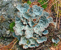 �������� �������