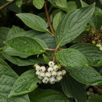 ����� �����