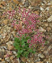 ��������� ��������