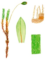 ������������ �������������