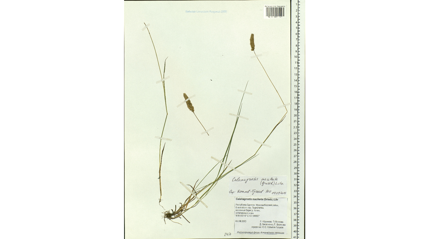 ������ �����