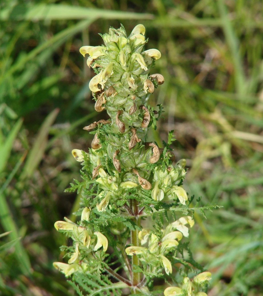 ������ �������������