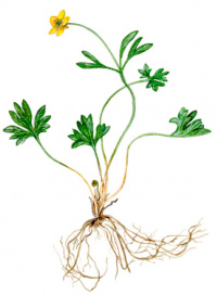 ����� ����