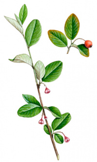 ��������� �������