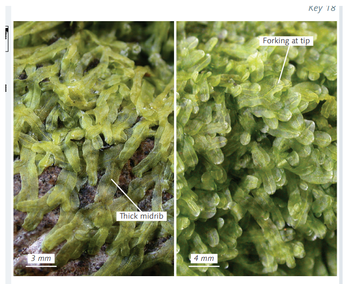 ��������� ���������