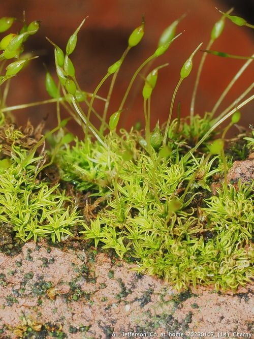 ������ �������