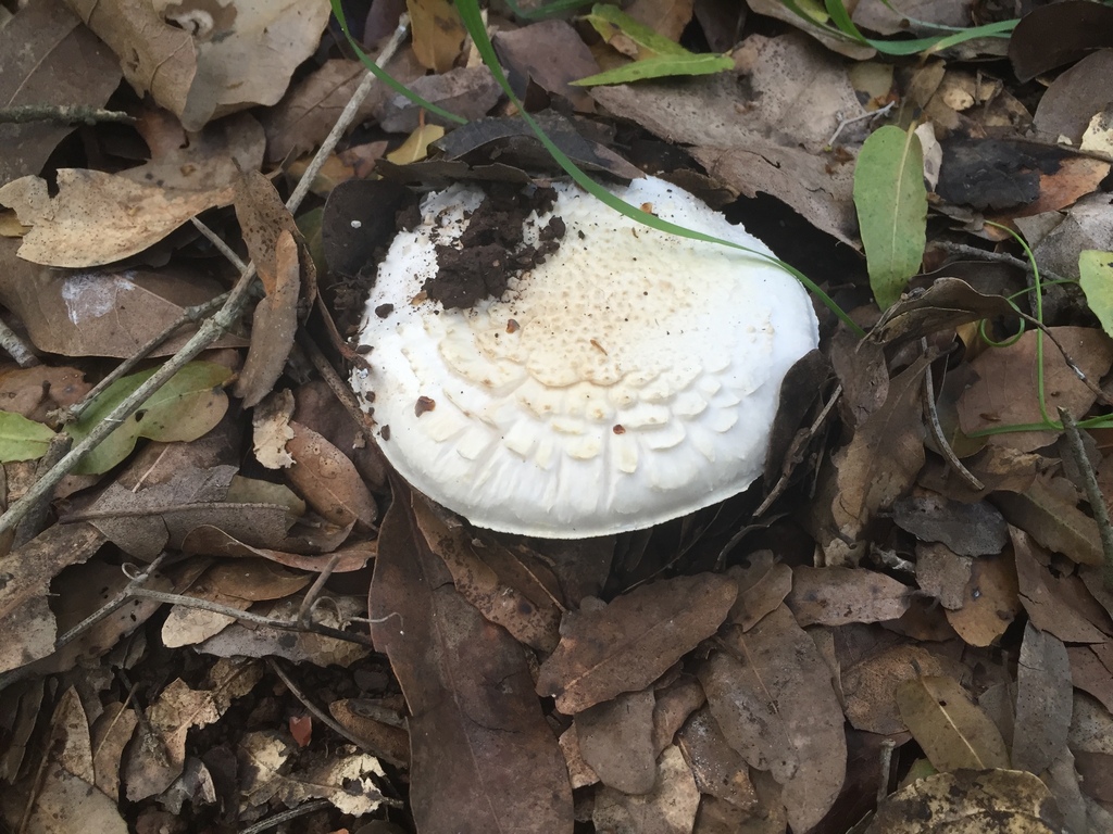 Amanita verna