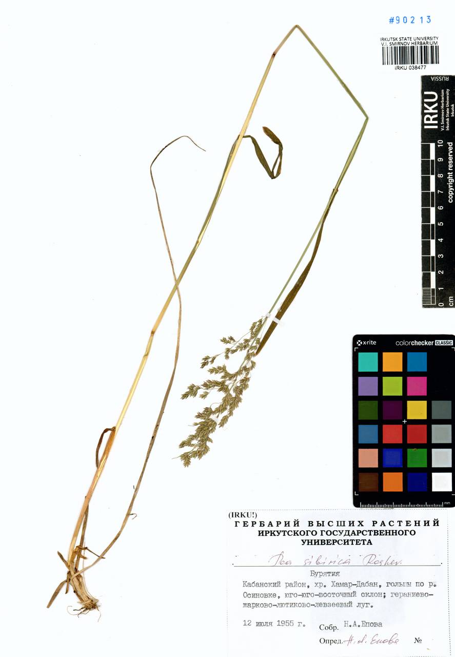 ������ ���������