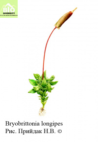 ������������� ��������������