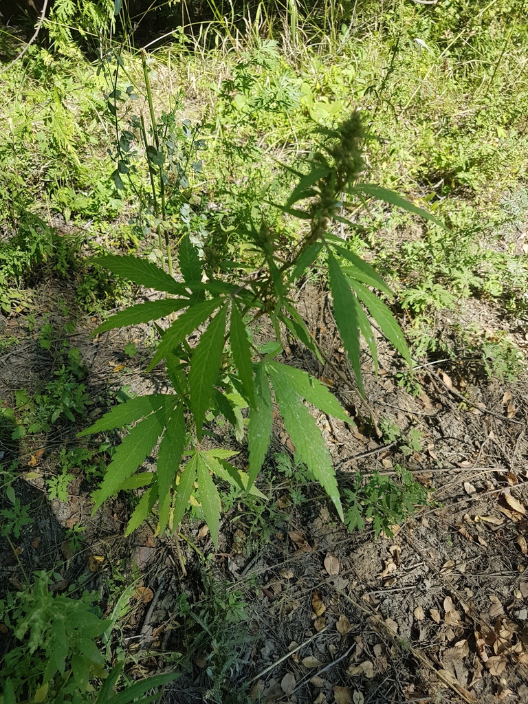 ������� ��������