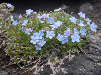 ������������ �����������