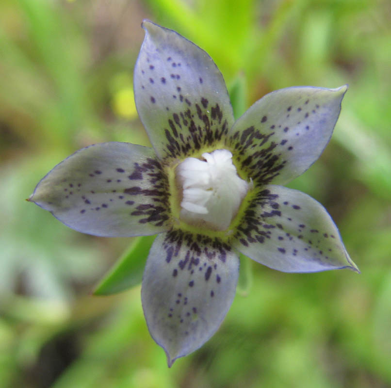 ��������� ��������