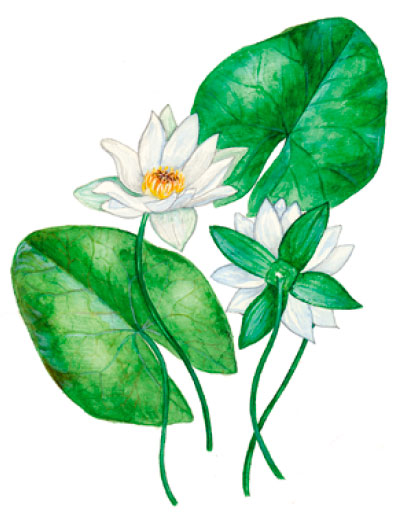 �������� ��������������