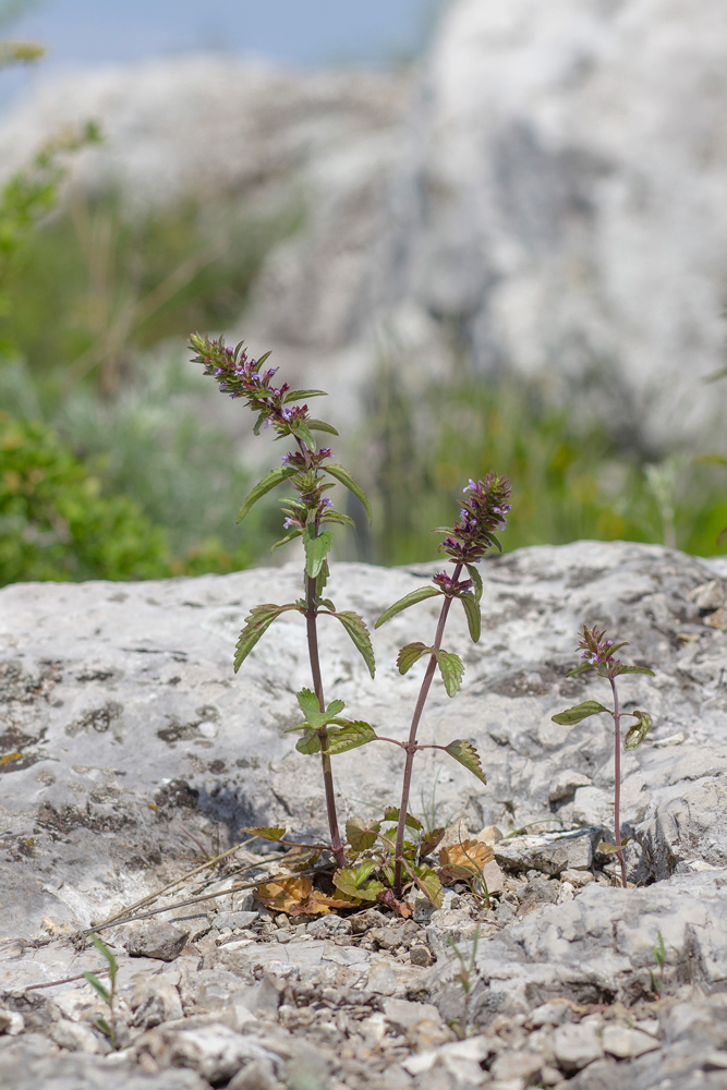 ������������ ����������������