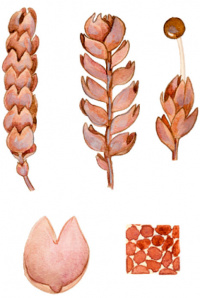 ������������ ����������