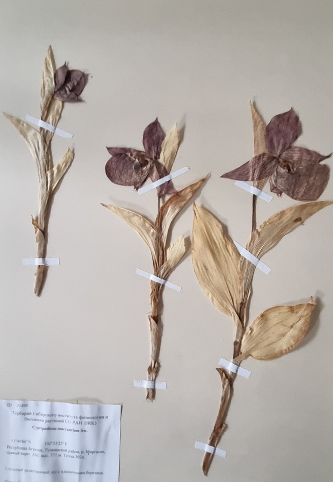    (Cypripedium macranthon)