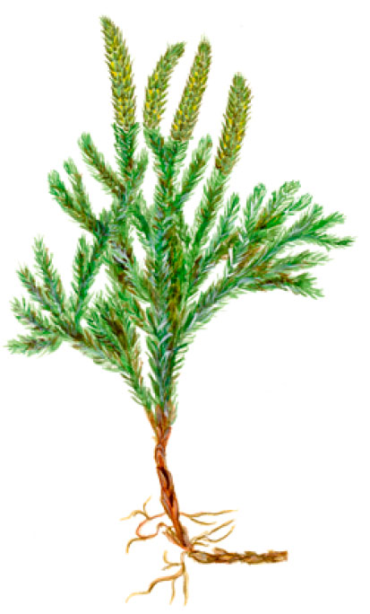 ����������� ���������������� [����� ����������������]