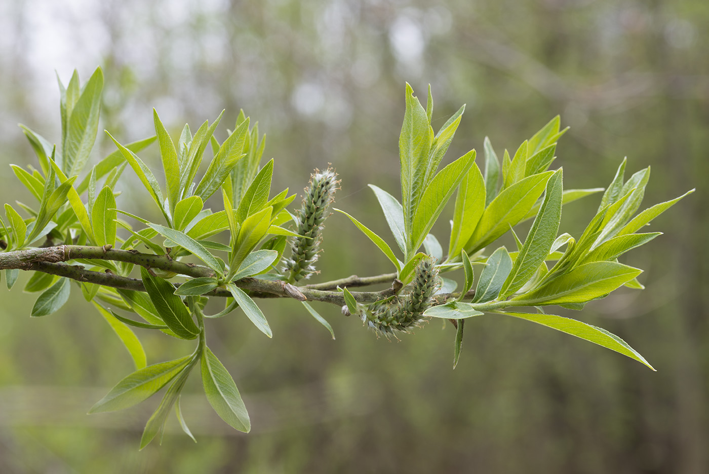 ��� �������