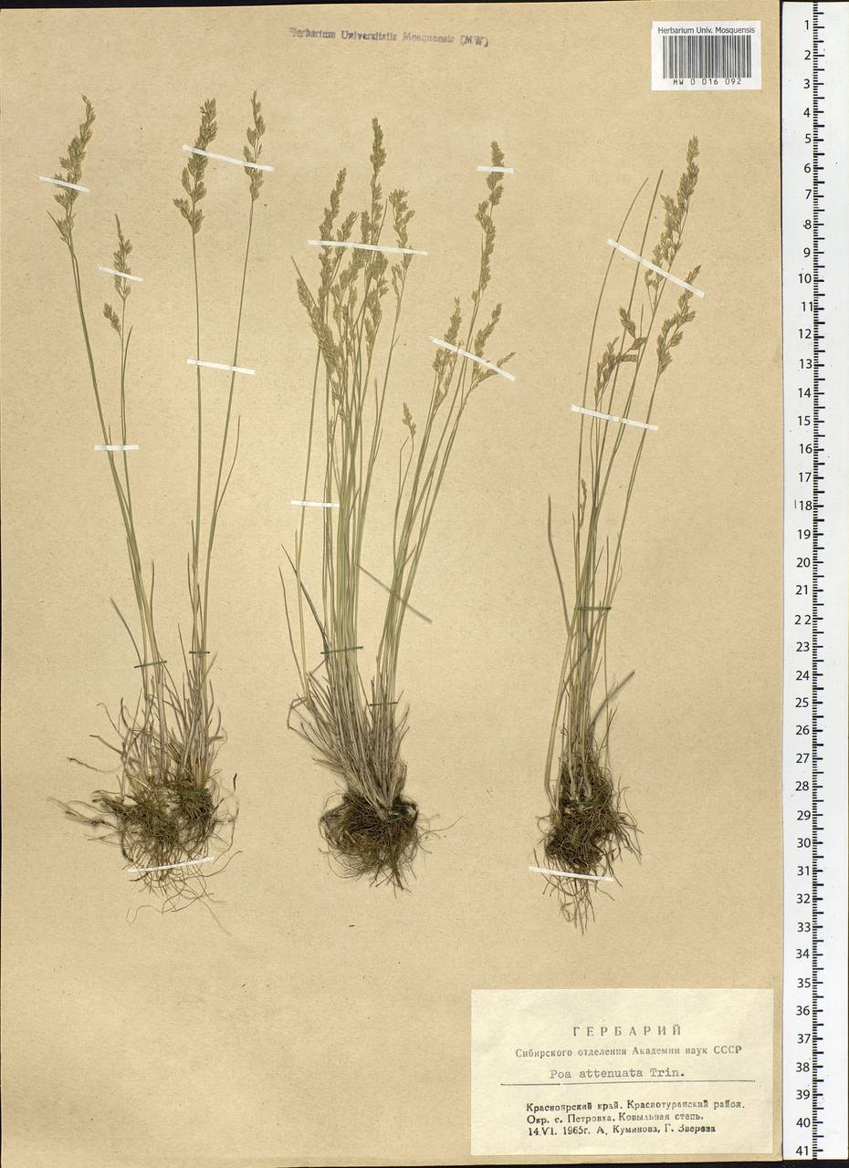 ������ ���������