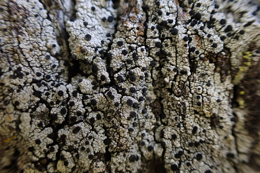 Acolium inquinans