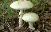Amanita citrina