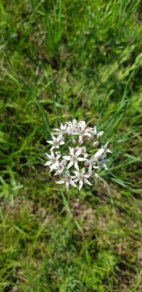 ��� ���������