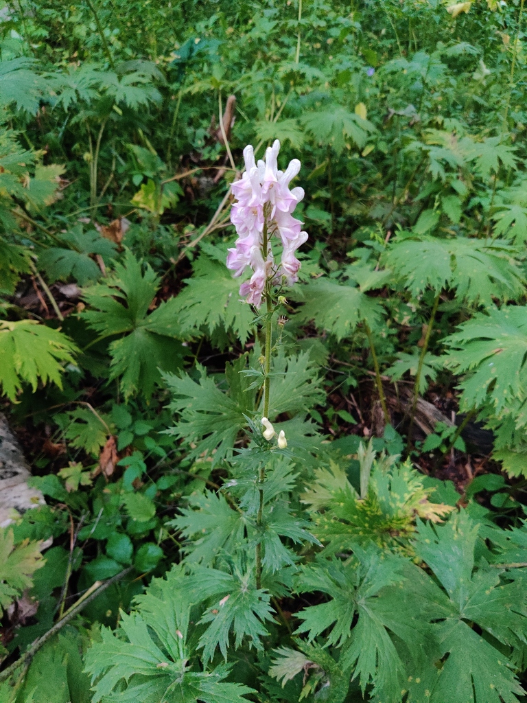 ����� ����������