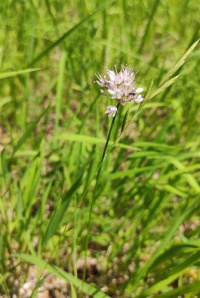 ��� ���������