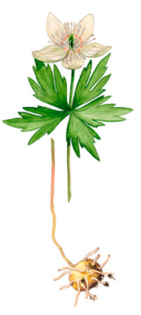 �������� ���������