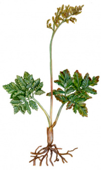 ���������� �������������