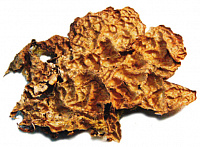 ������� ��������