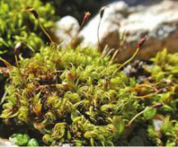 ������ �����������