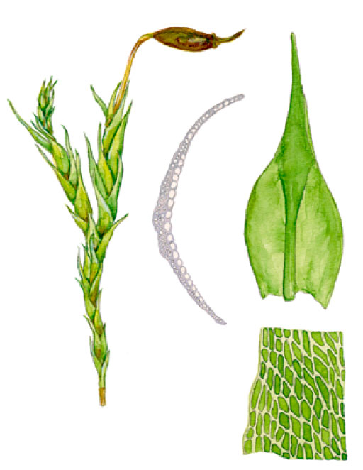 ����������� �����������