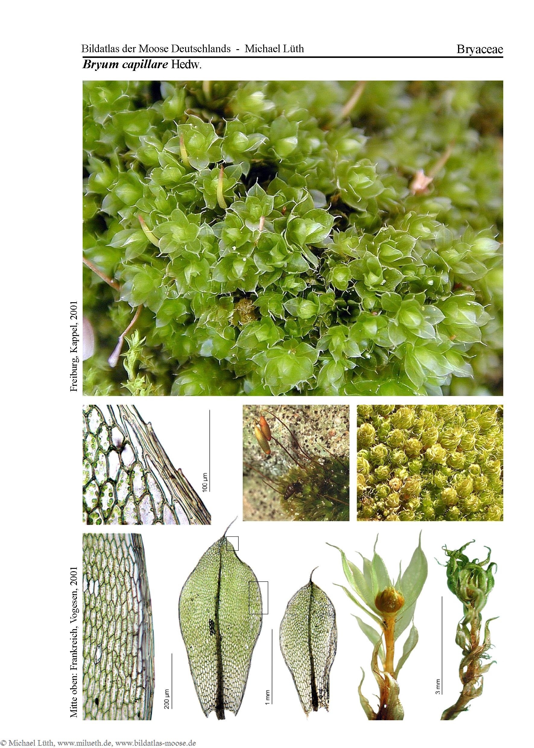 ����� �������������