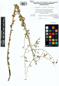 �������� ��������