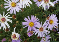 ������������ ���������