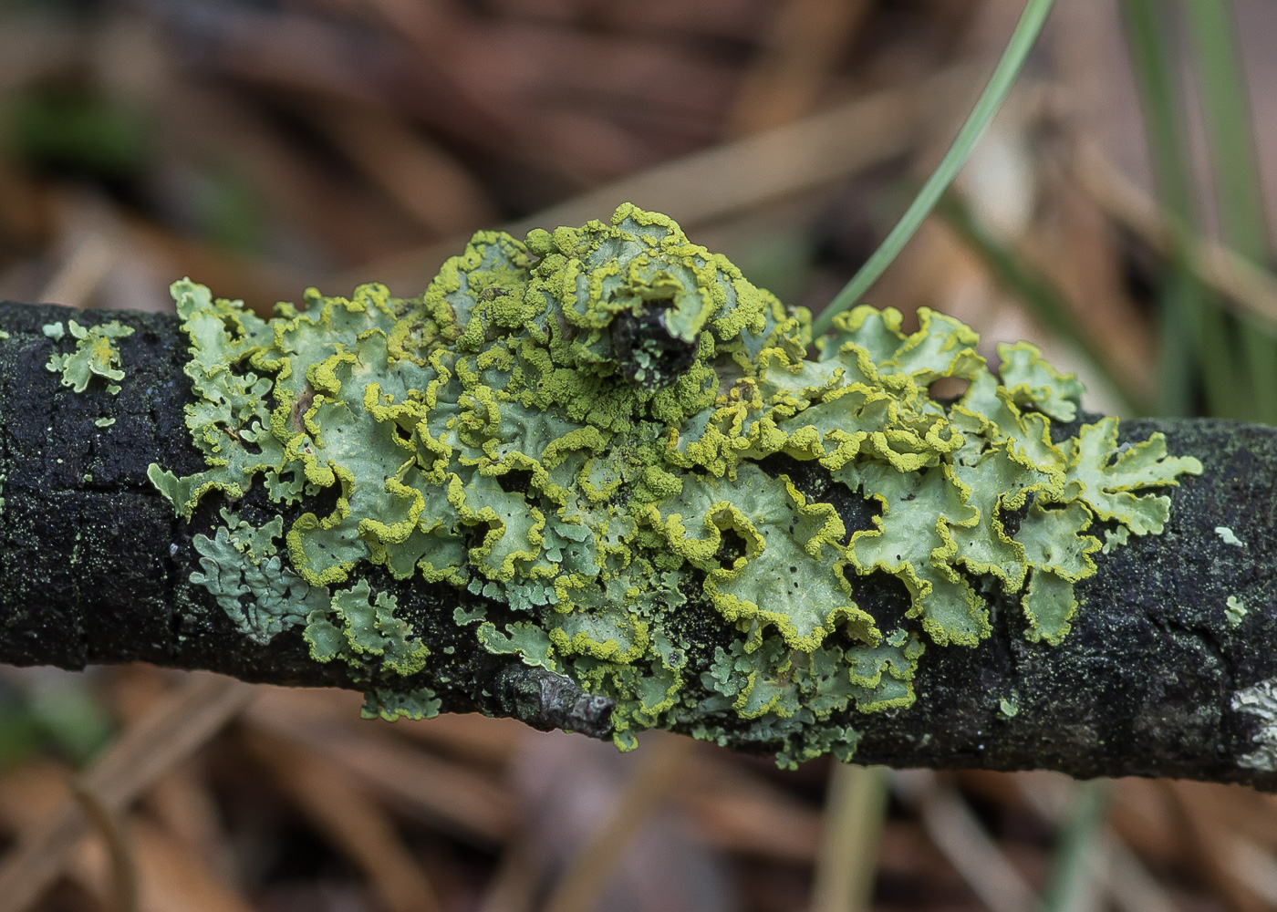 ���������� ��������, �������� ��������