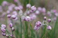 ��� ������������