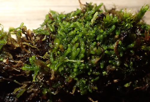 ����������� �������